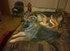 Bruno