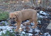 Bruno