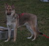 Misha