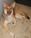 Misha