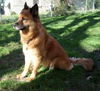 Mischa