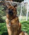 Mischa
