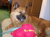 Mischa