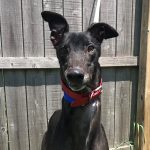 adoptable Dog in Grandville, MI named BOB'S' OCTANE