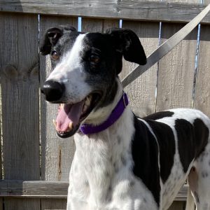 adoptable Dog in Grandville, MI named SUPERIOR MANDY