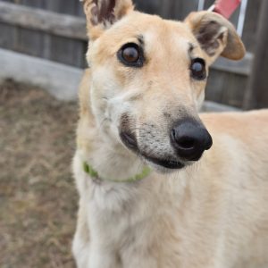 adoptable Dog in Grandville, MI named POPPY