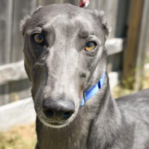 adoptable Dog in Grandville, MI named GURU'S CHOICE