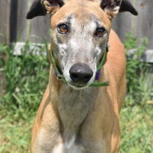 adoptable Dog in Grandville, MI named EARNING MY KEEP