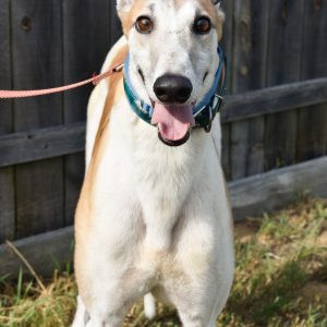 adoptable Dog in Grandville, MI named WW'S KRISTOFF