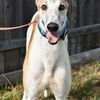 adoptable Dog in , MI named WW