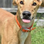 adoptable Dog in Grandville, MI named XY'S WILD TURKEY