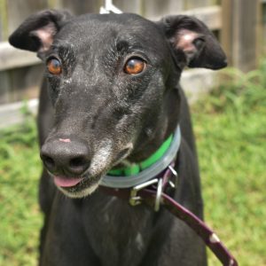 adoptable Dog in Grandville, MI named B LUNA ECLIPSE