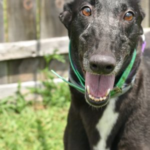 adoptable Dog in Grandville, MI named WW BLONDEY