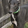 adoptable Dog in grandville, MI named TC HOODWINKED