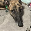 adoptable Dog in grandville, MI named philip pn