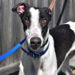 adoptable Dog in Grandville, MI named JSP ZIGGYMIESTER