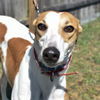 adoptable Dog in grandville, MI named SUPERIOR AUNT B