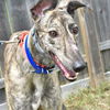 adoptable Dog in grandville, MI named O YA JOE KERR