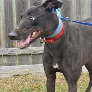adoptable Dog in Grandville, MI named JSP ETCHEDIN TIME