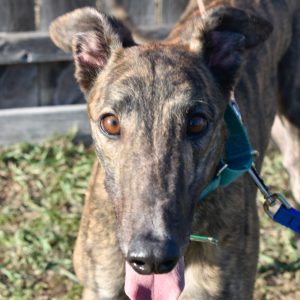 adoptable Dog in Grandville, MI named JSP ON THE FLY