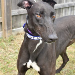 adoptable Dog in Grandville, MI named GOODNIGHT SAIGON