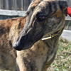 adoptable Dog in grandville, MI named PAT  J READY FOR IT