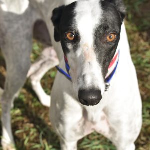 adoptable Dog in Grandville, MI named jsp zibby do