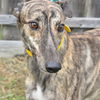 adoptable Dog in grandville, MI named O YA SHOW EM