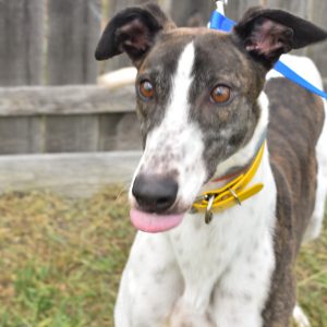 adoptable Dog in Grandville, MI named superior zonda
