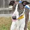 adoptable Dog in  named superior zonda