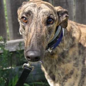 adoptable Dog in Grandville, MI named MONEY MONEY MONEY