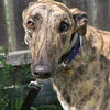 adoptable Dog in  named MONEY MONEY MONEY