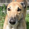adoptable Dog in  named WW CRONY POWER