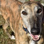 DESERT HEAT - Greyhound available for adoption