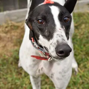 Never Too Much - Greyhound