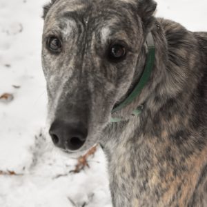 OYA WILLE MAKIT - Greyhound available for adoption