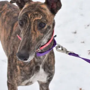 Superior Laila - Greyhound