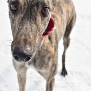 picture of the dog needing adoption