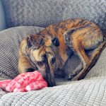 picture of the dog needing adoption