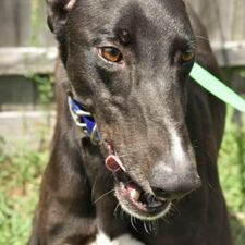 LENINGRAD, an adoptable Greyhound in Grandville, MI