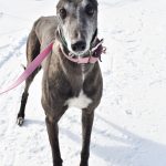 WW HOLDIN FAST, an adoptable Greyhound in Grandville, MI