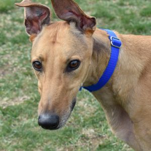 CHNGE GONNA COME, an adoptable Greyhound in Grandville, MI