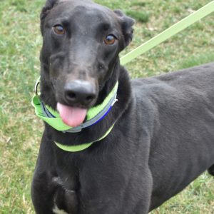 BLACK COFFEE JIM, an adoptable Greyhound in Grandville, MI