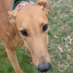 AMBER ALERT, an adoptable Greyhound in Grandville, MI