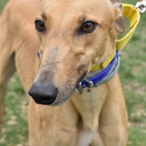 OCTOBER FEST, an adoptable Greyhound in Grandville, MI