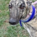 WHAT R THE CHANCES, an adoptable Greyhound in Grandville, MI