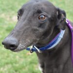 BIG BOOTY BETTY, an adoptable Greyhound in Grandville, MI
