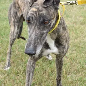Runnin On Ice - Greyhound