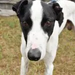 Flash - Whippet