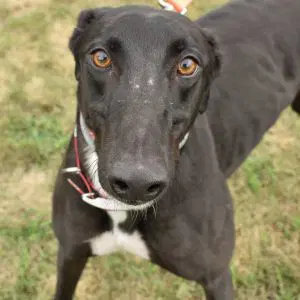 Ts Speedster - Greyhound
